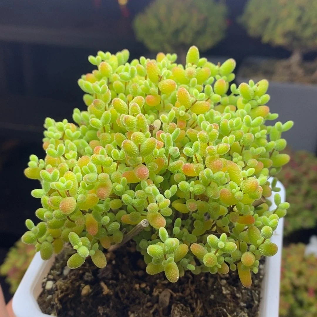 236号蜜橘糖球枝干多肉