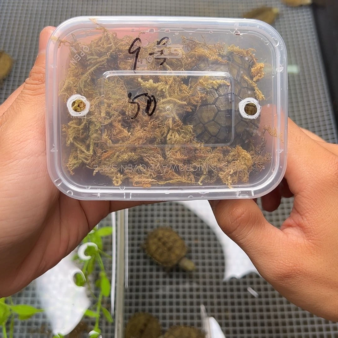 母绿毛龟B****票9号 50