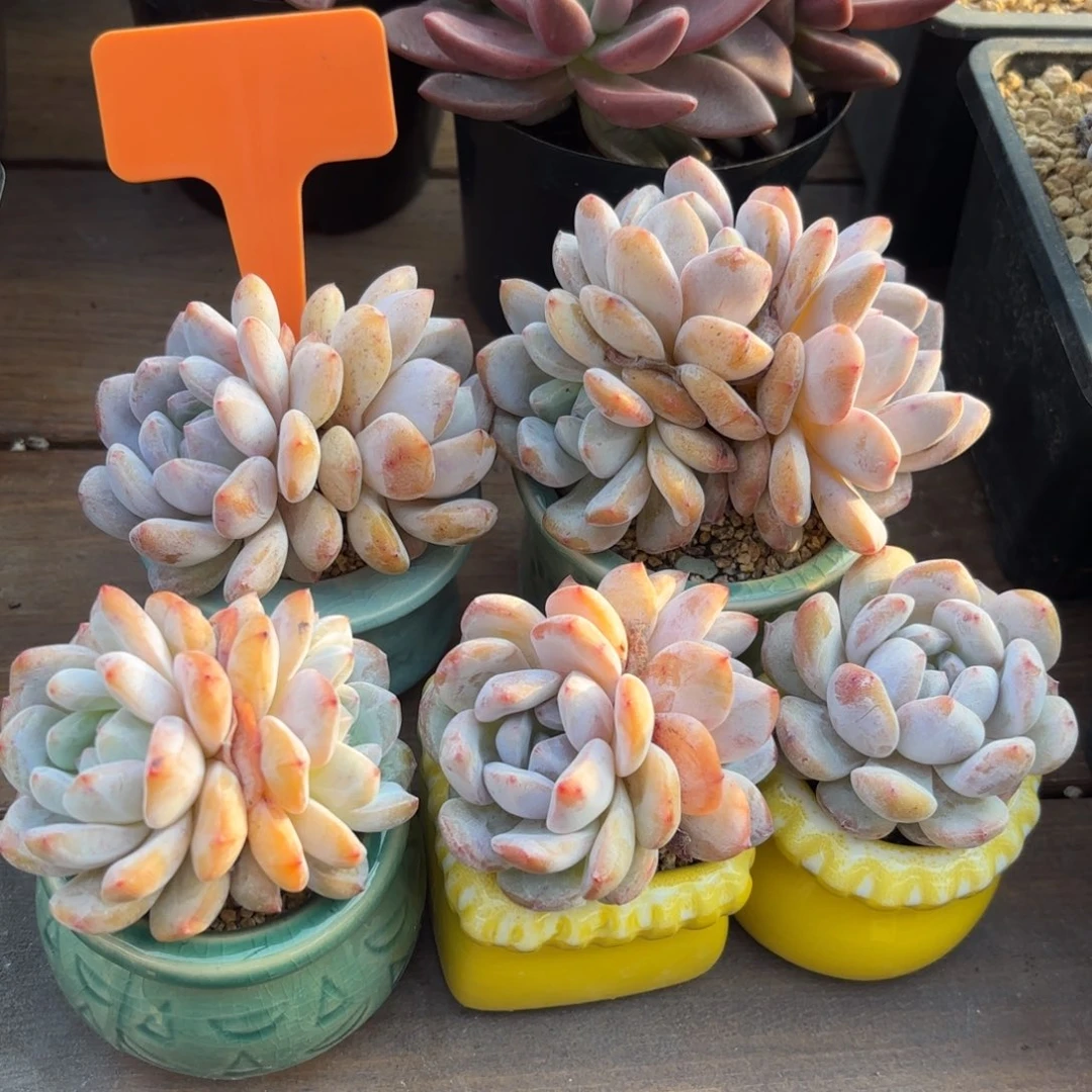无花朵星影组合 带盆发5颗