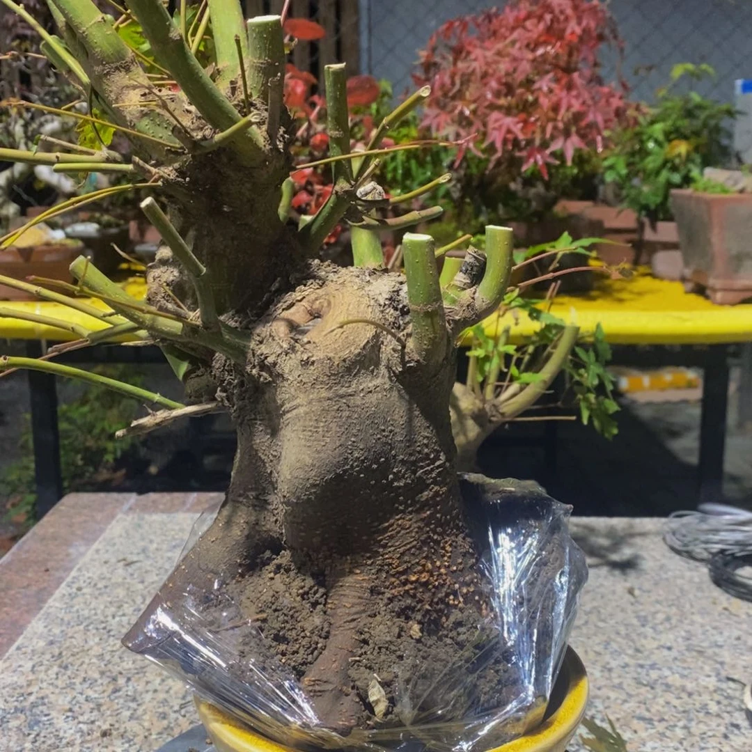 无花朵熊*姩山红叶一物一拍啊