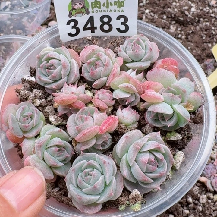 多肉植物多肉植物