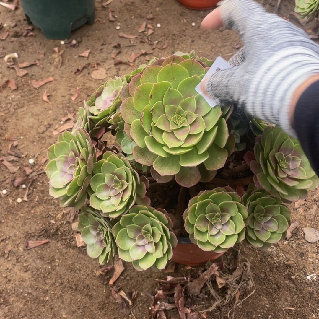 234红心法师多肉断枝不包