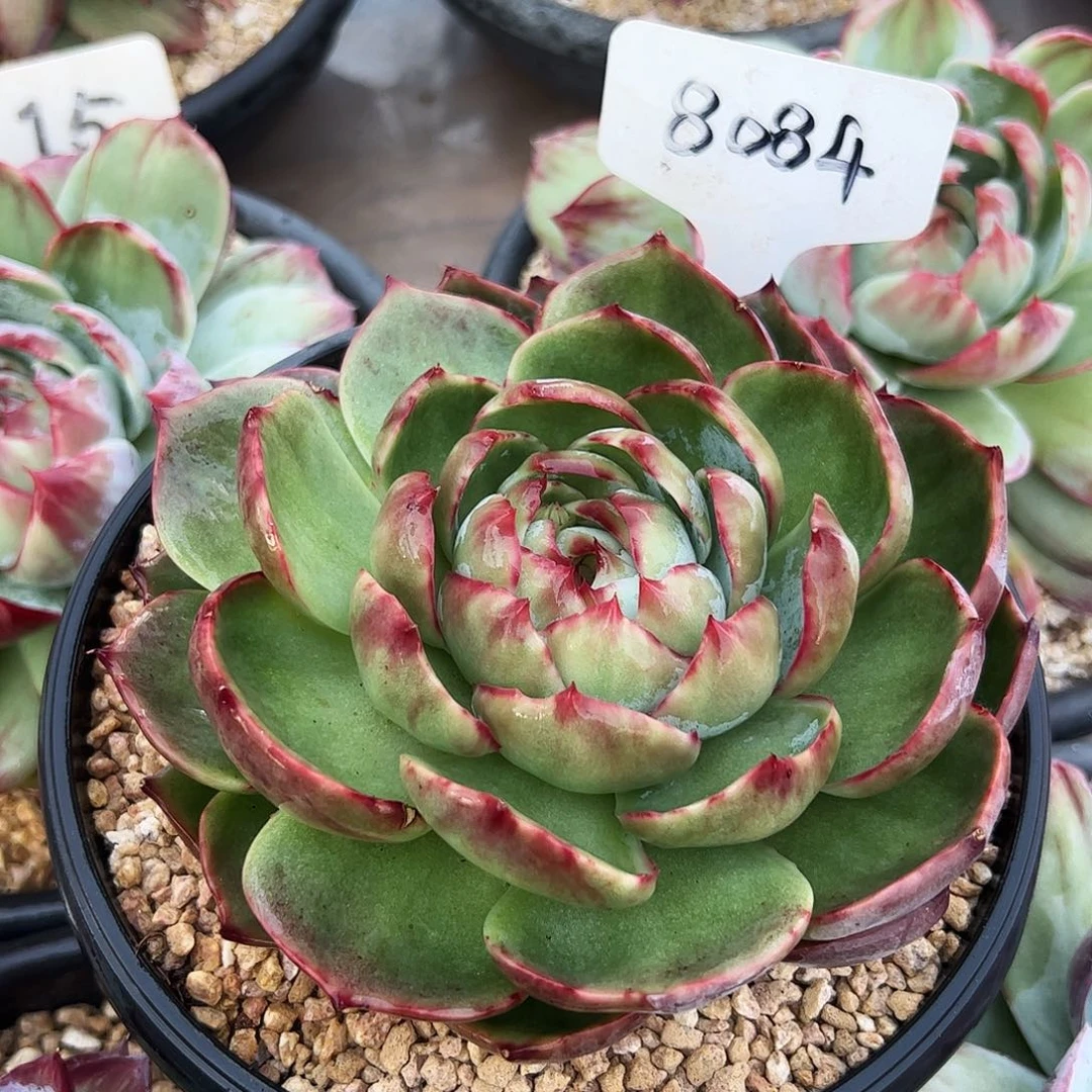 惊鸿仙子一物一拍884号