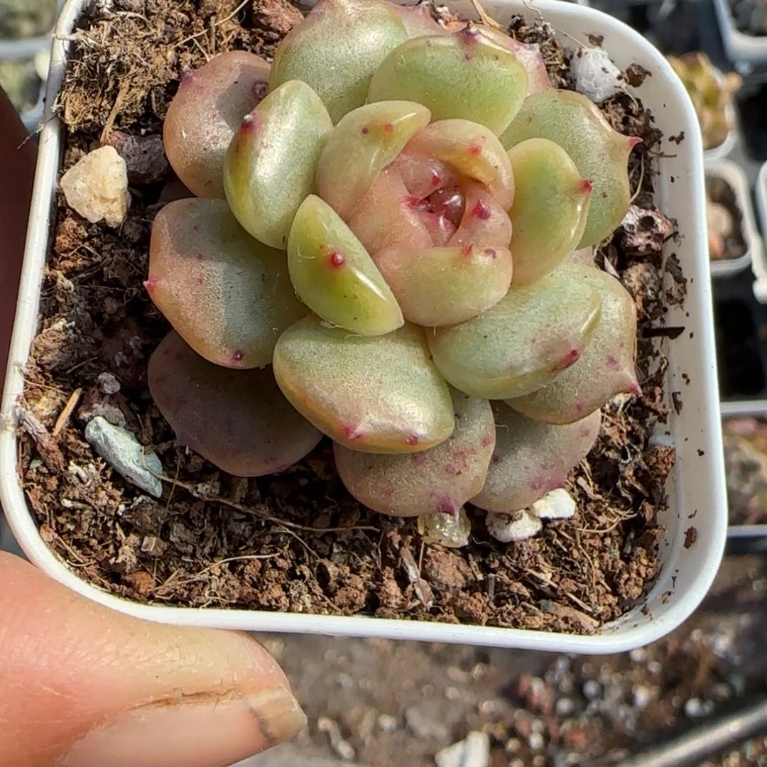 多肉小卡拉米糖心一物一拍