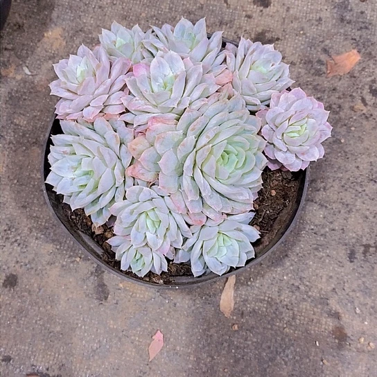 燃*泡泡沙裙多肉植物