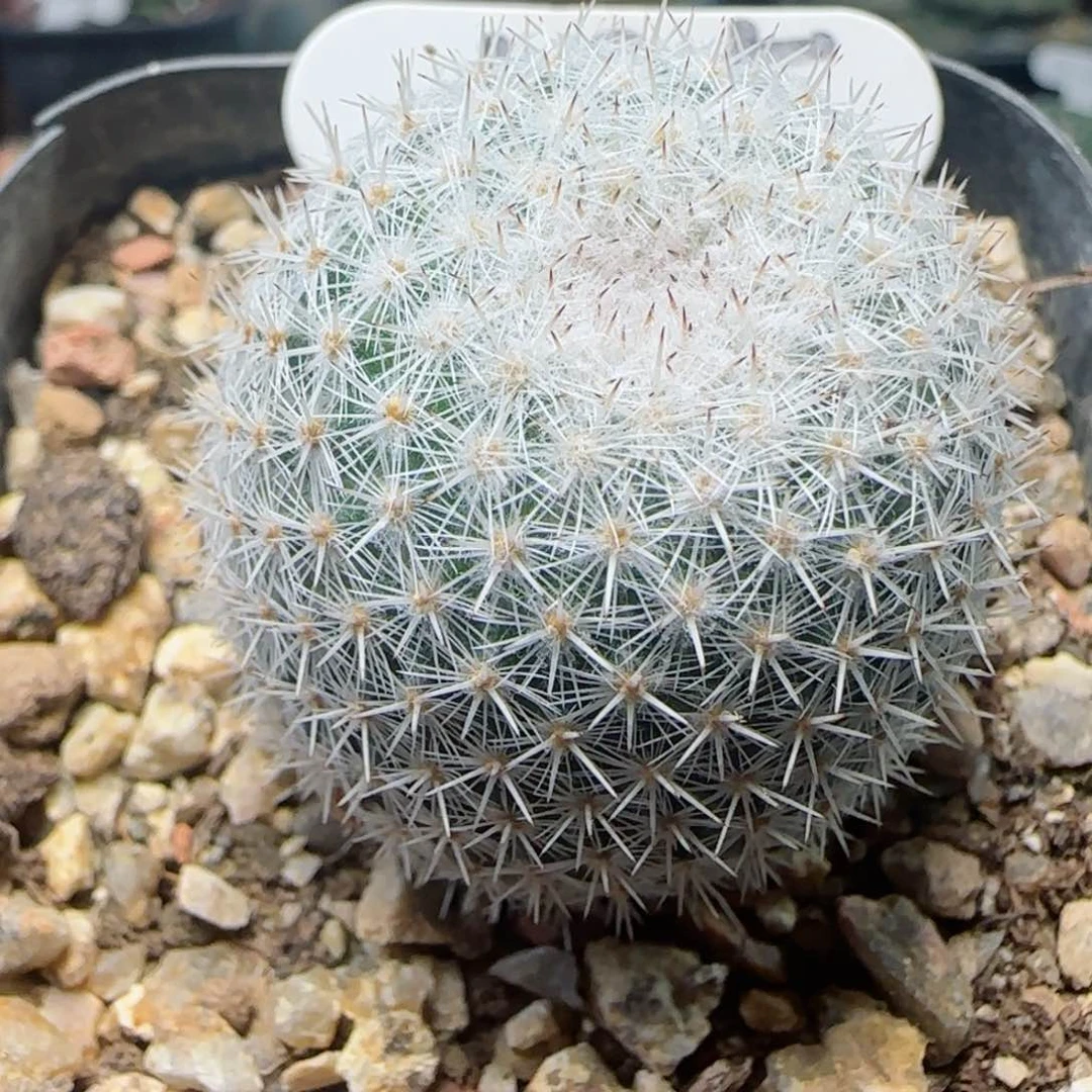 135实生敷岛多肉