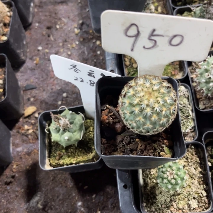 一***糖950实生好养皮实好活