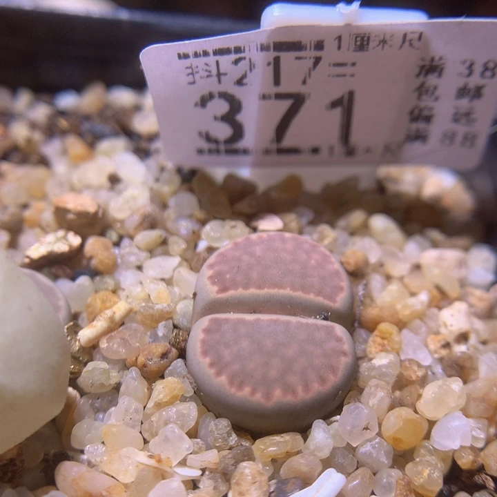 精品生石花217.371粉大观