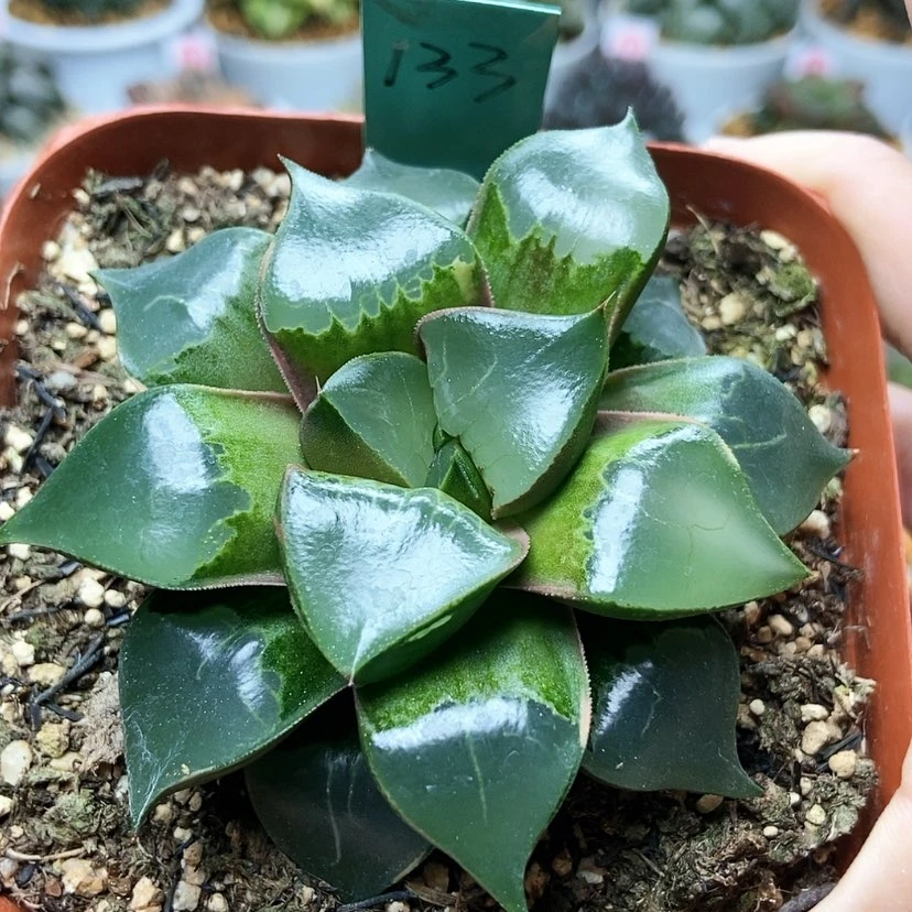 【闪购商品】霞**烂133龙禧克少锦