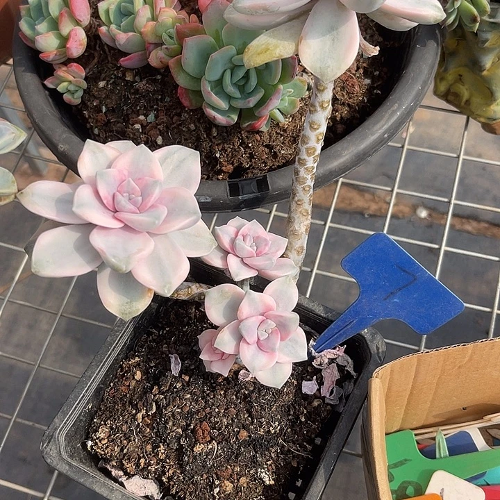 炸福利，两单包邮7