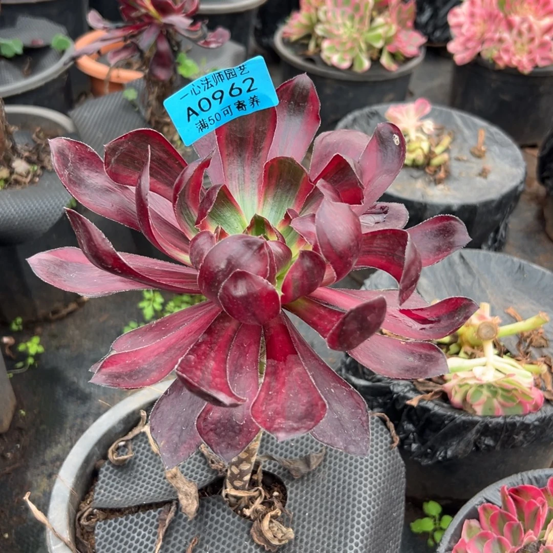 0962多肉植物火凤