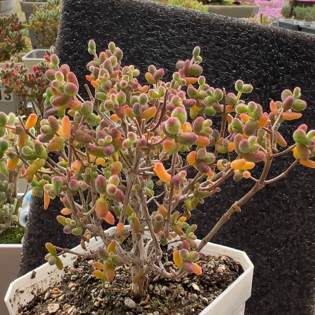 12-451枝干番杏糖球白糊斑锦小树七方盆2年