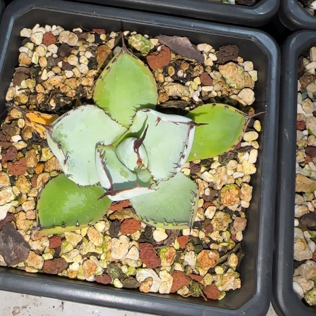 福克斯龙舌兰啦啦