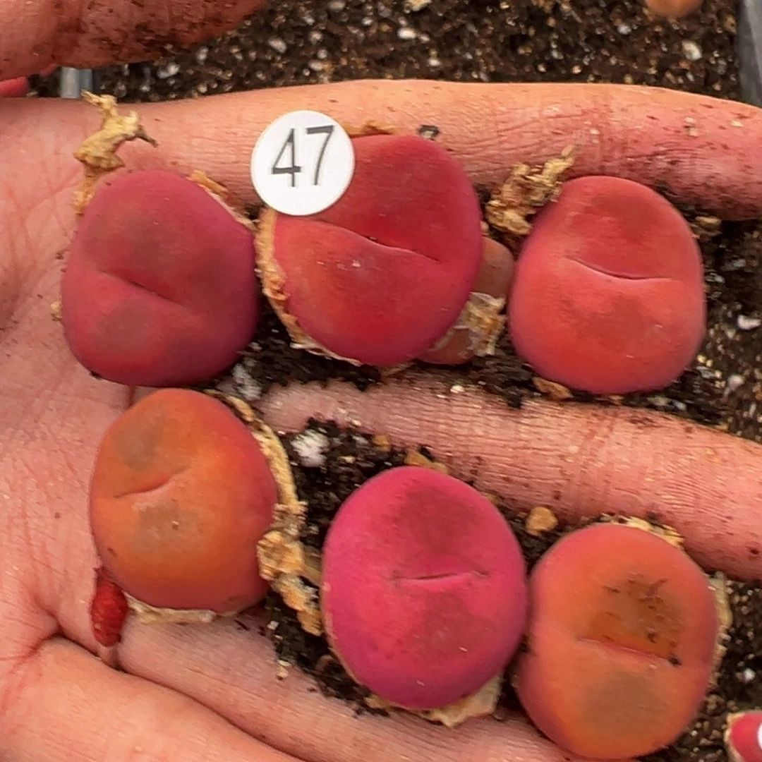 用****2多肉植物111111111111111111