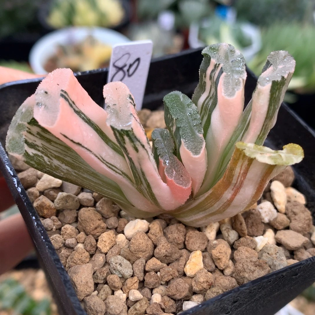 玉扇锦，带盆一起的