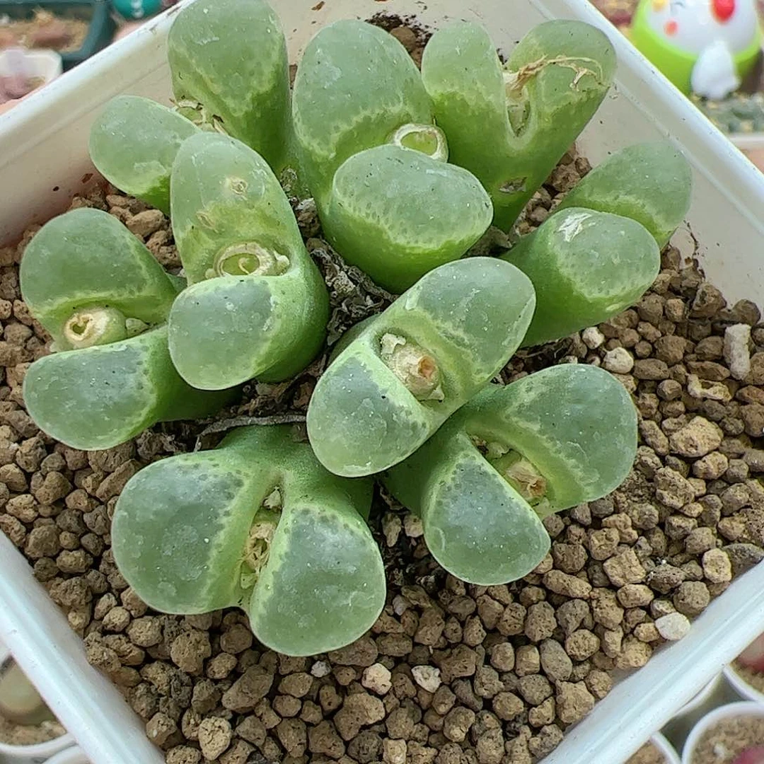 【闪购商品】327 开播福利