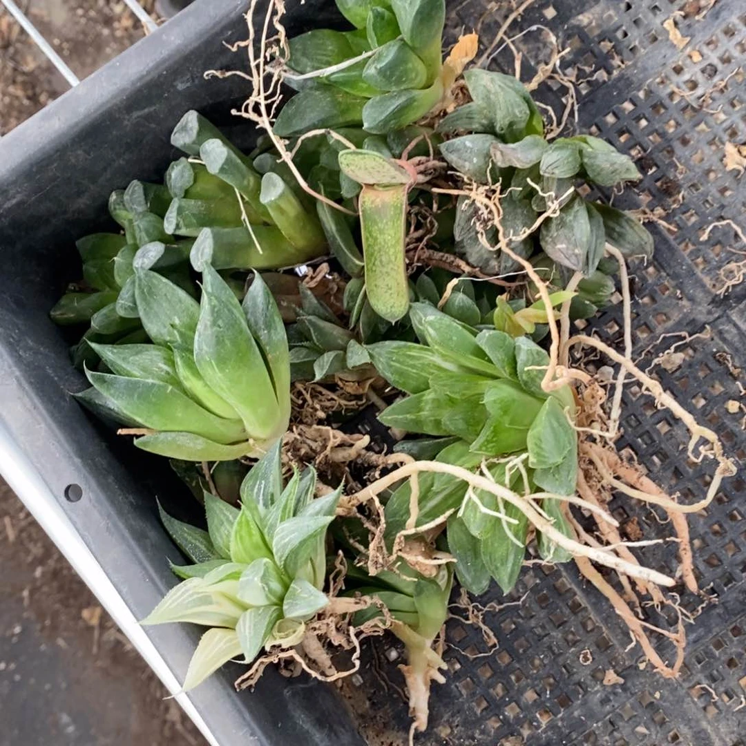 小**姐307 一组福利。