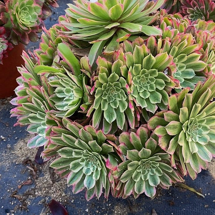 多肉糖果粉黛168多肉