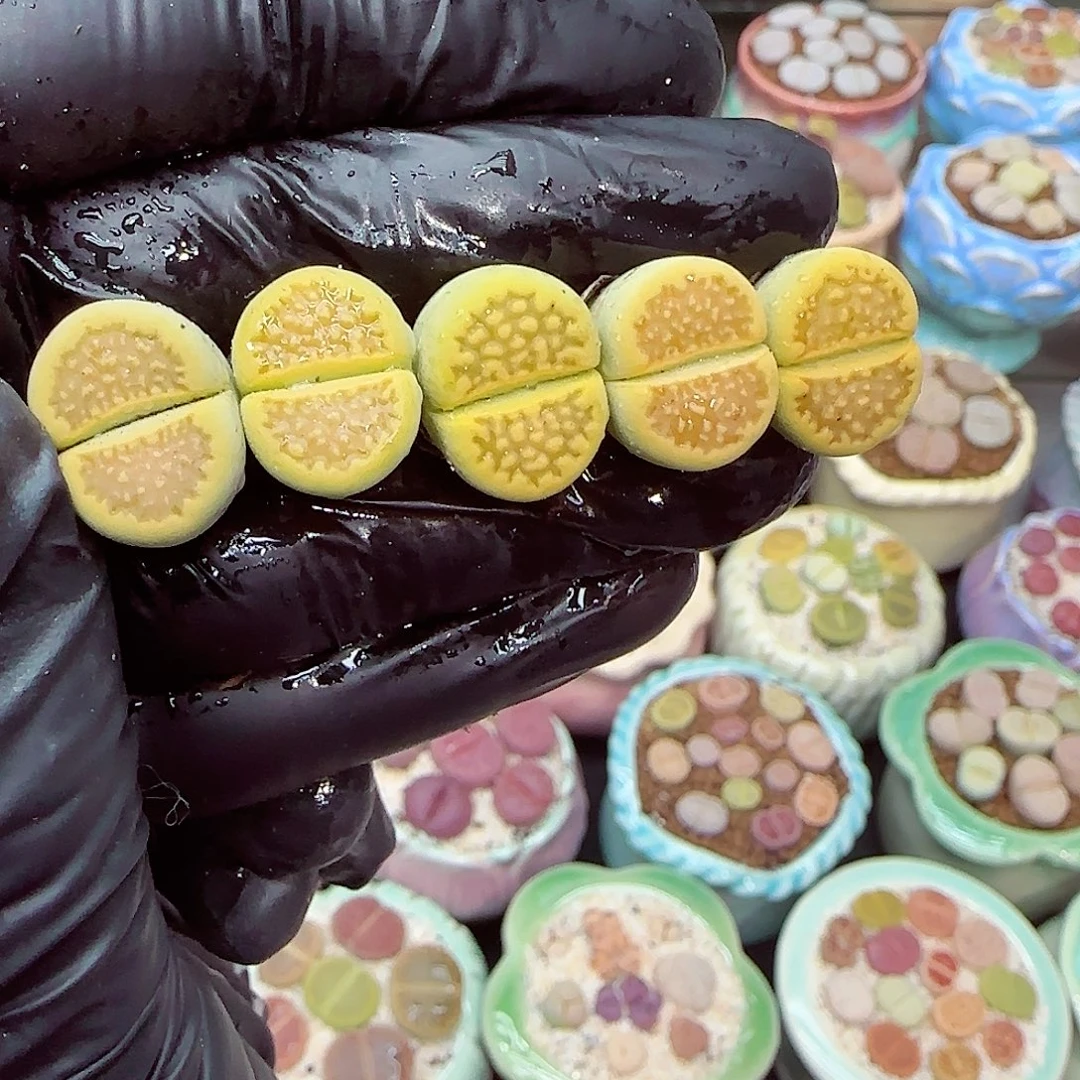 生石花满18包邮0105-49