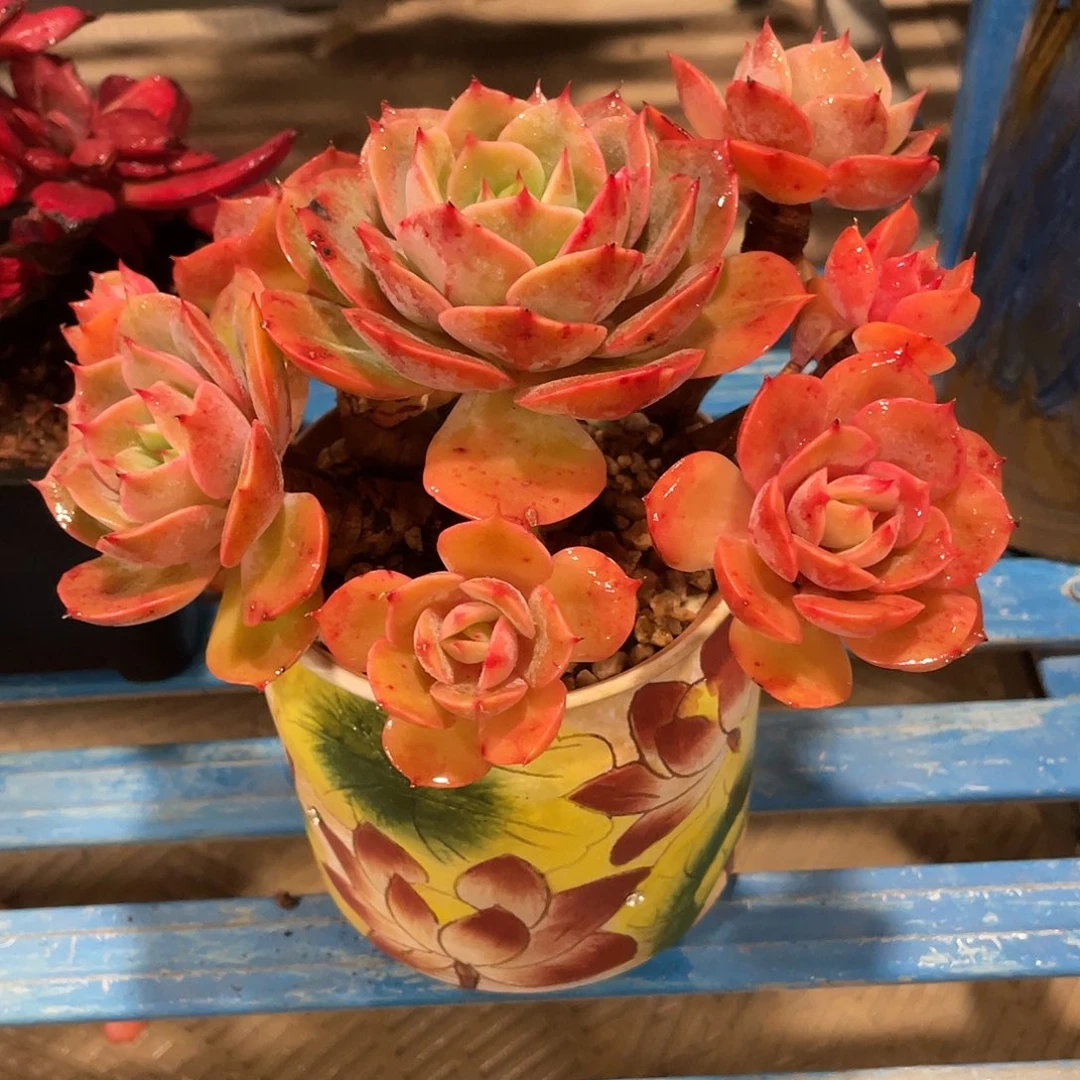 白雪公主带盆发快递