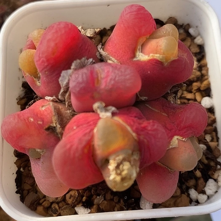 133手捧红蟠桃一群