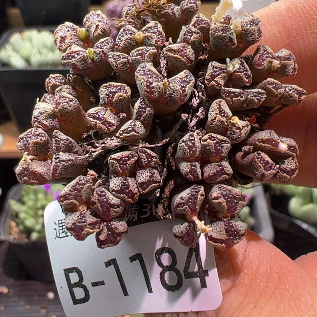 多肉植物1111111111111