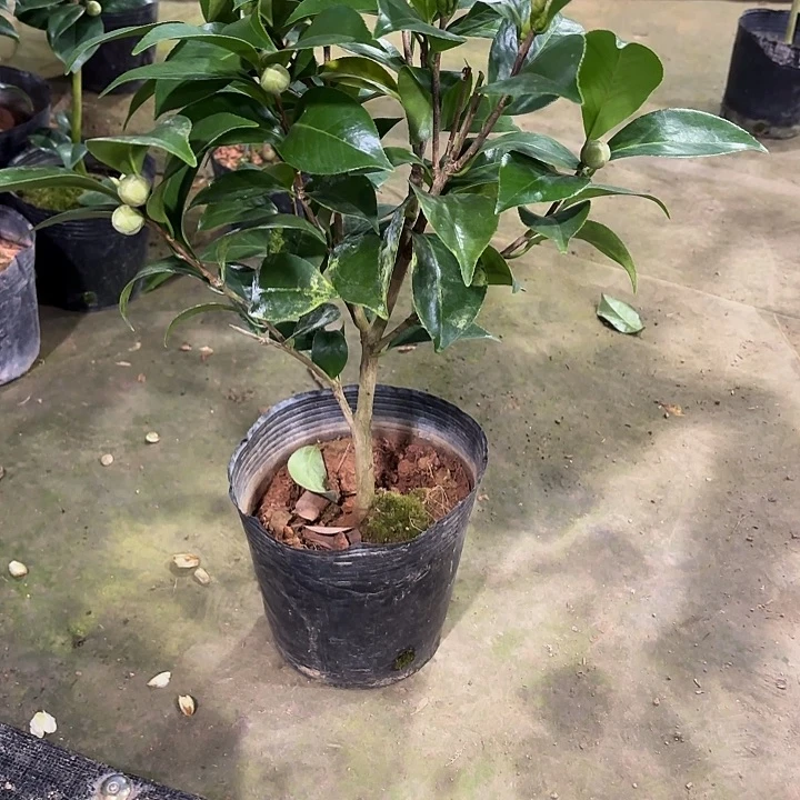 完全开放红玉4081