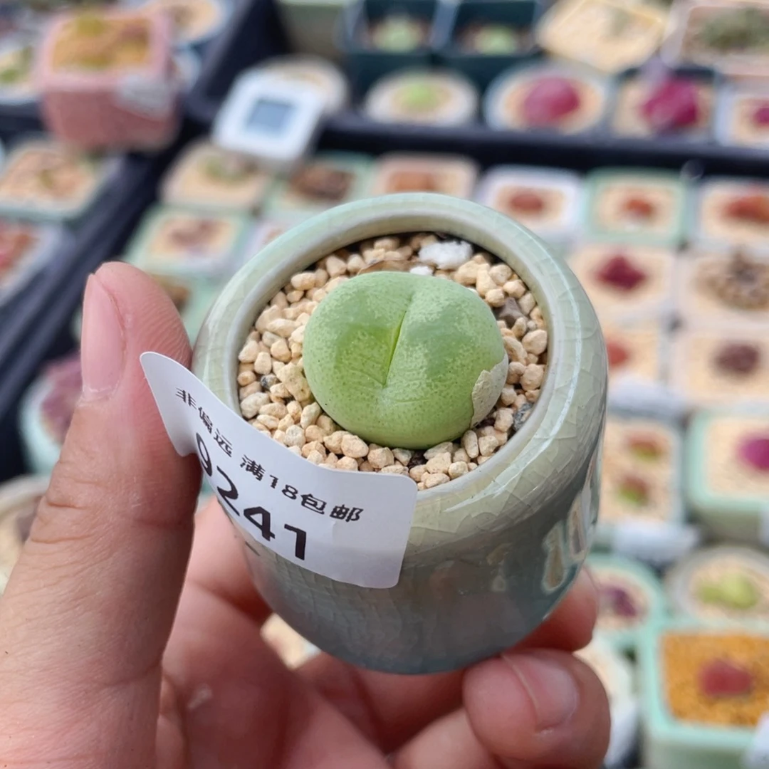 无花朵9341 一物一拍 带盆