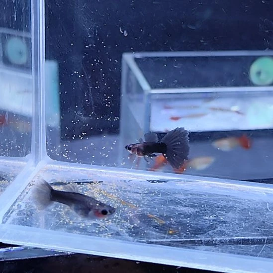 孔雀鱼24蓝化蓝礼服玻璃猫一对