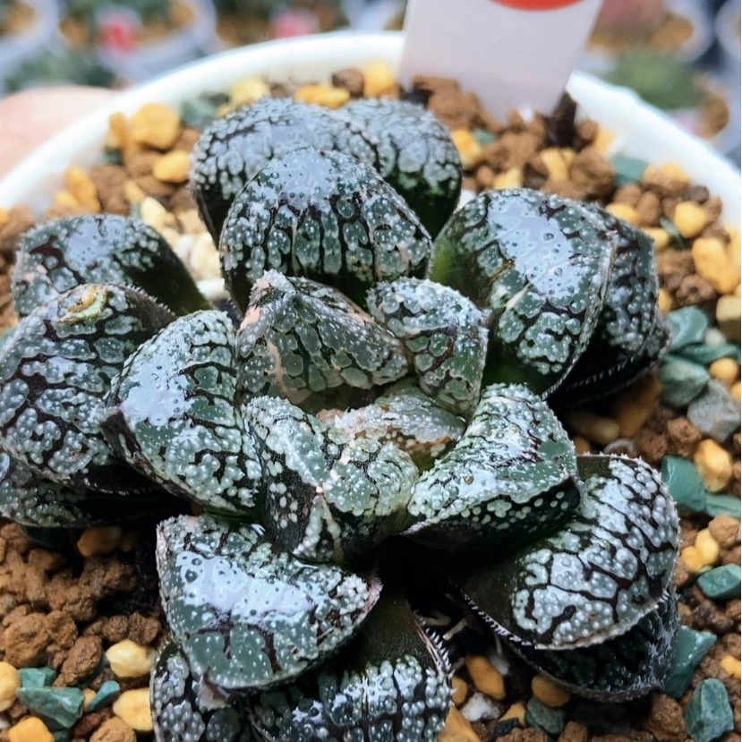【闪购商品】魔多少锦40