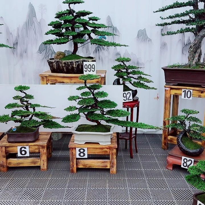 用***9无花朵松柏盆景，一物一拍