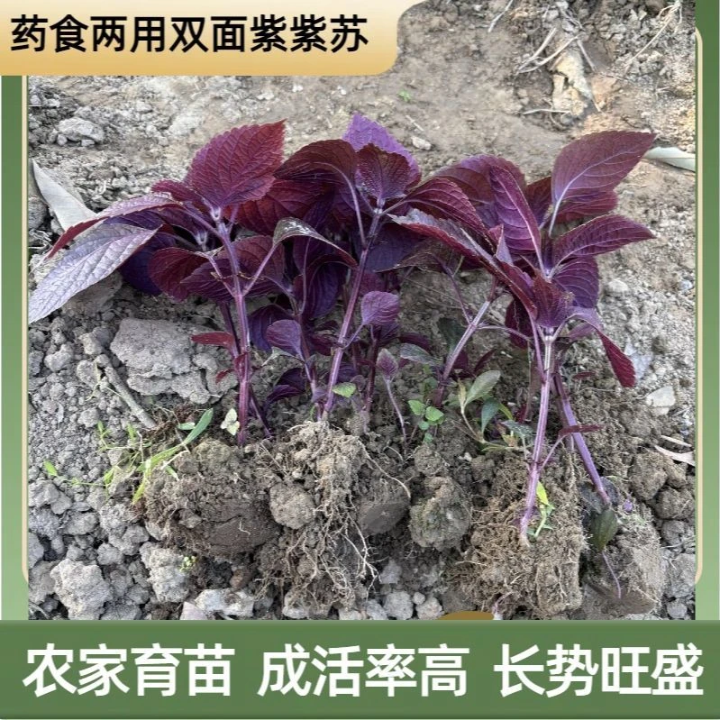 【鲜活保质】紫苏苗带土发货药食两用红紫苏新鲜紫苏双面紫药用紫苏