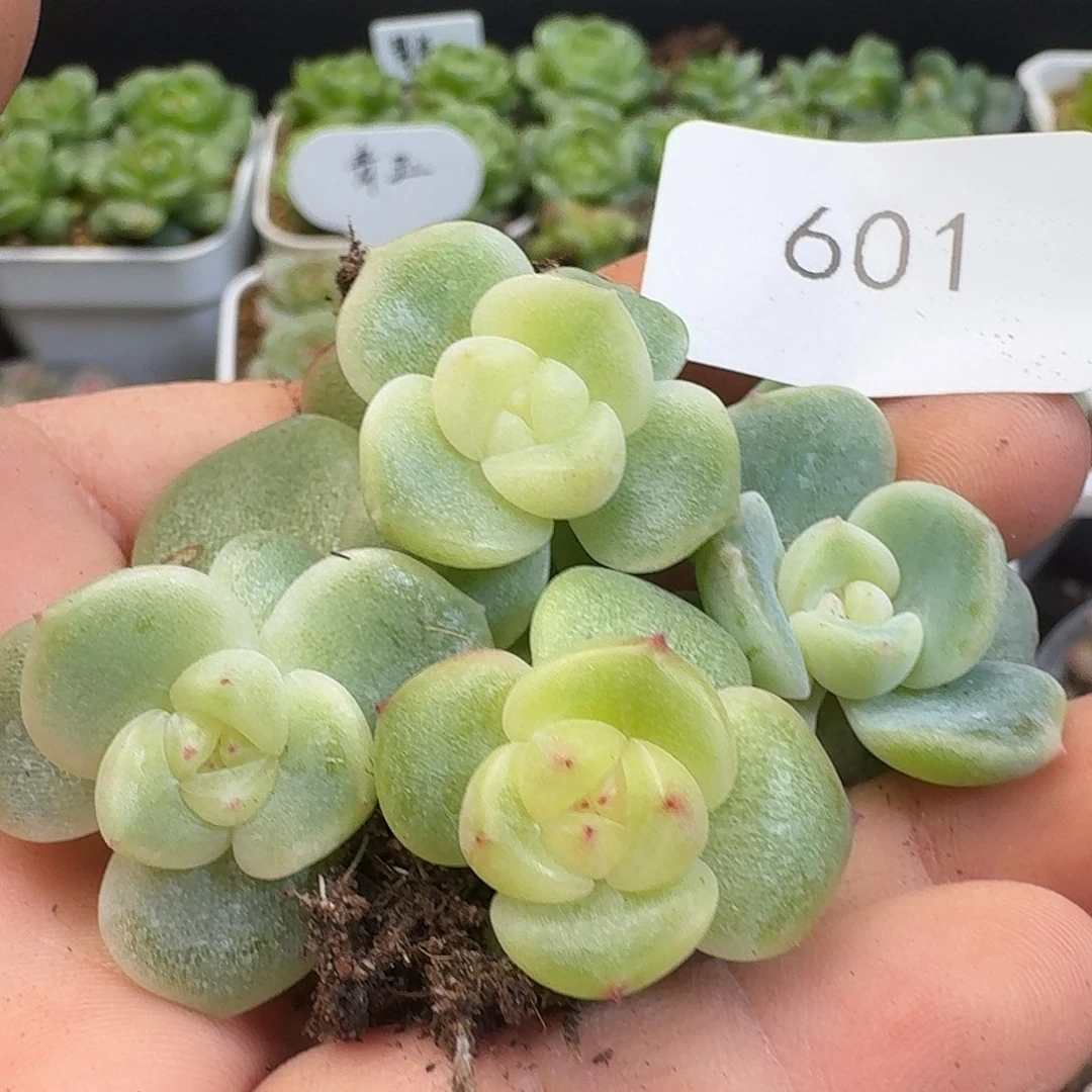 一物一拍一物一拍917-601