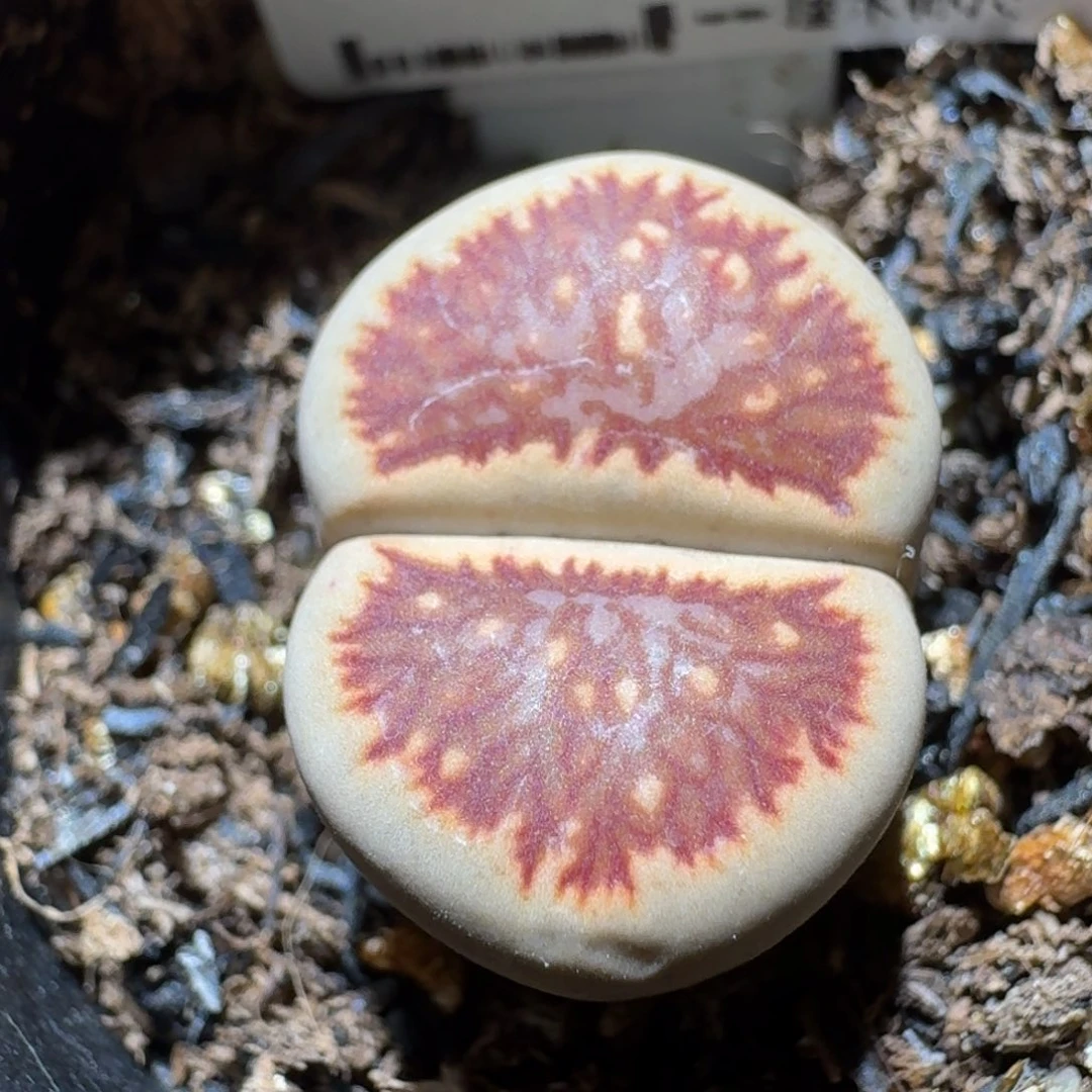 Sss清仓便宜出了401