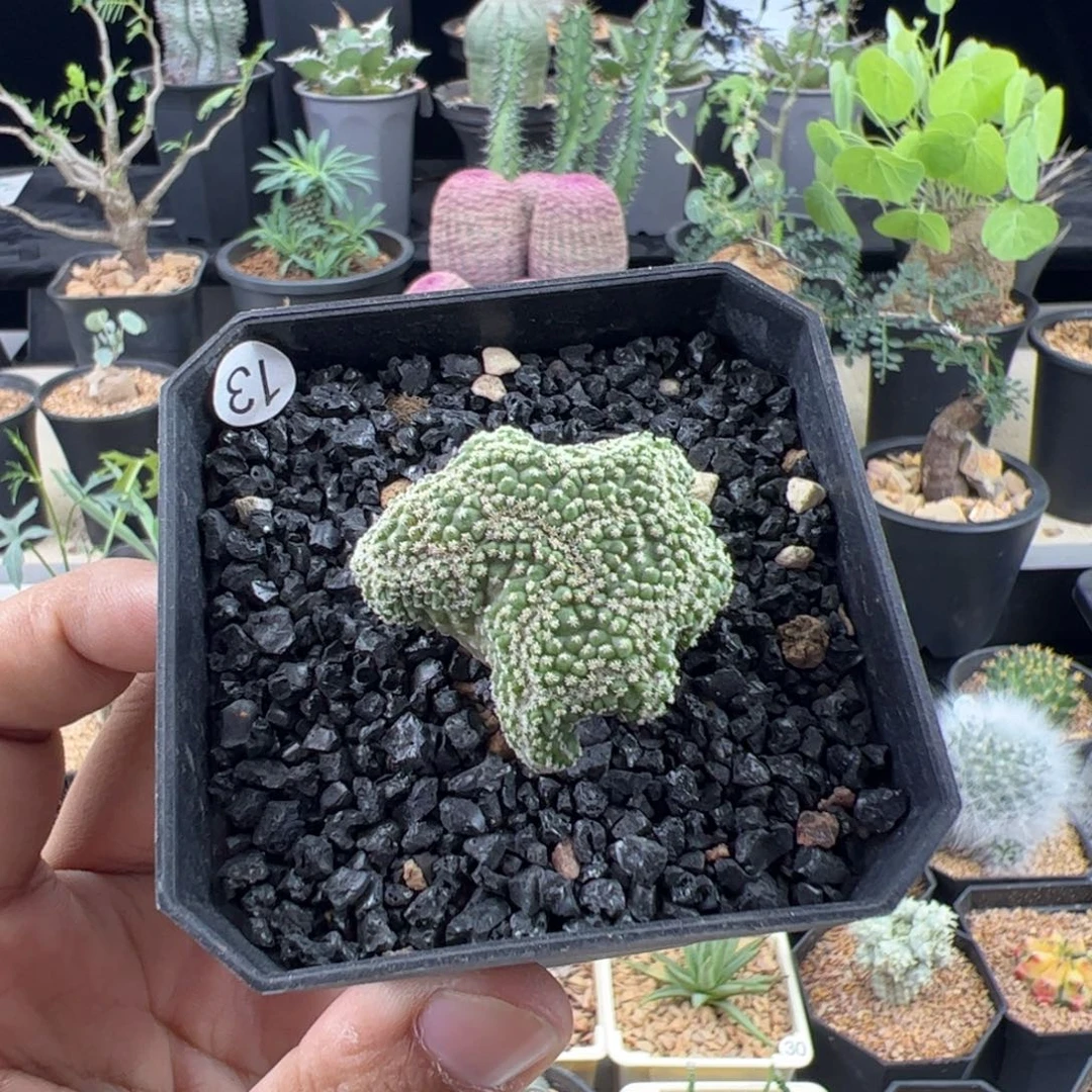 菊水缀化实生一物一拍带盆发