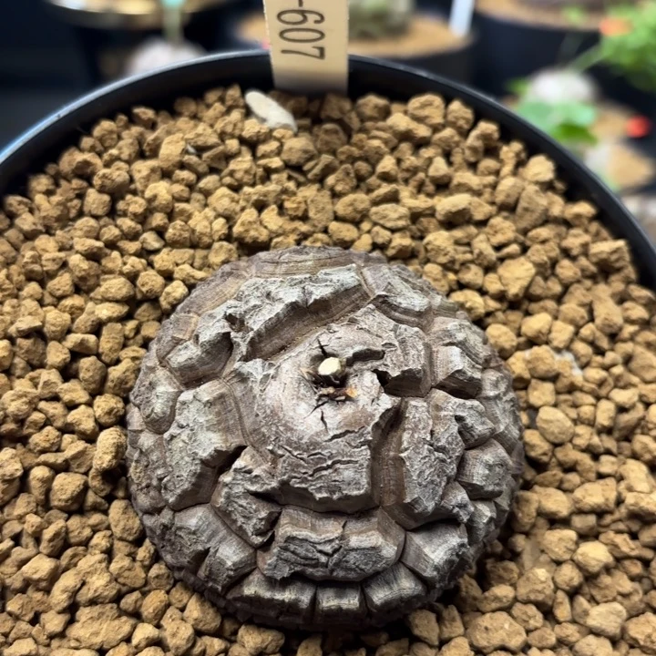 607龟甲龙不退不换