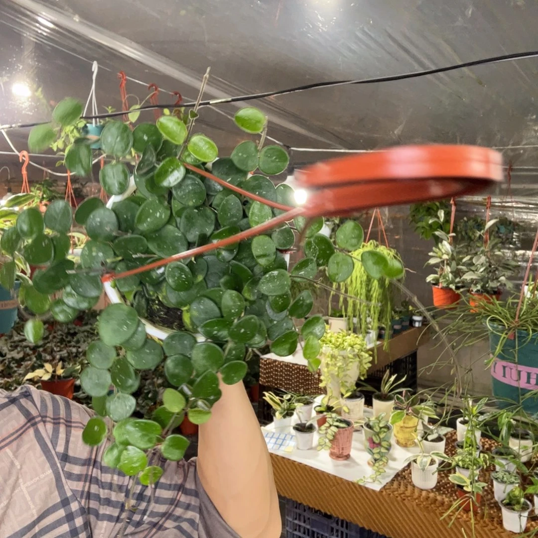 涂***子无花朵杂葡球兰品种