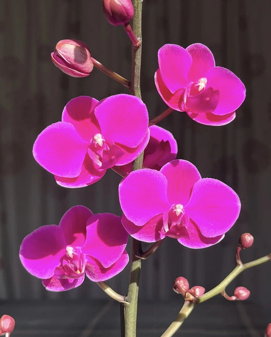 《满天红》蝴蝶兰3.0成熟苗无花无剑（双头苗）室内盆栽植物基地直发