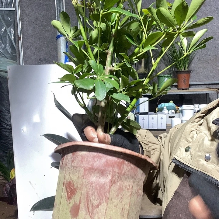 完全开放处理2盆八方来财13得