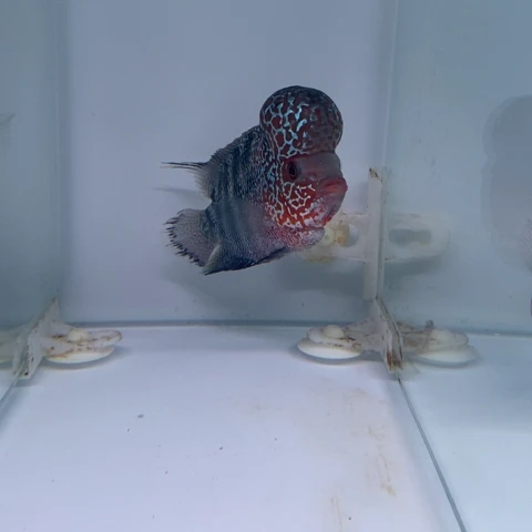 罗汉鱼鸿运罗汉一条111