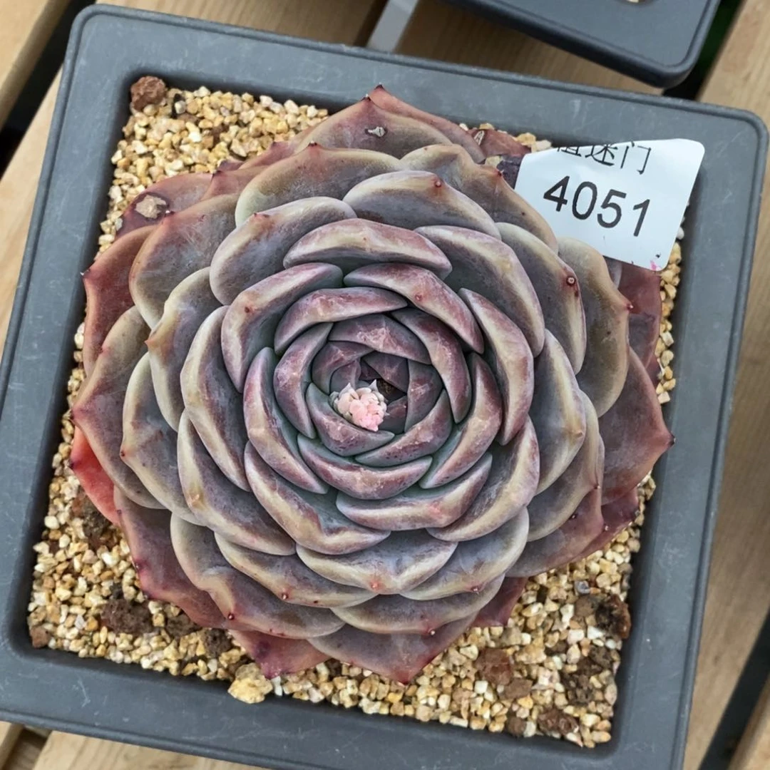 用****晴杂交精品多肉4051