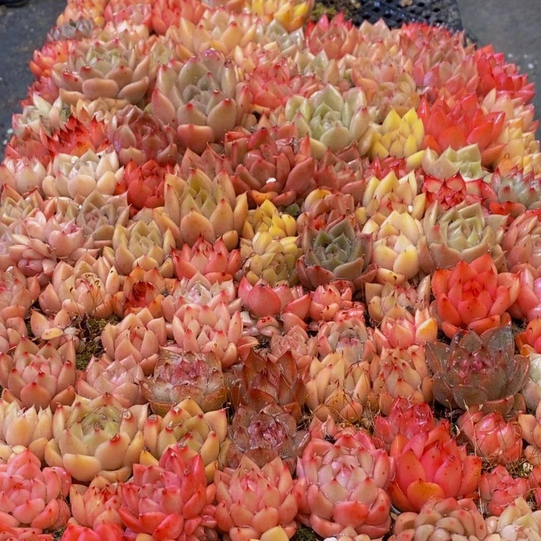 107多肉植物保护研究所所长的