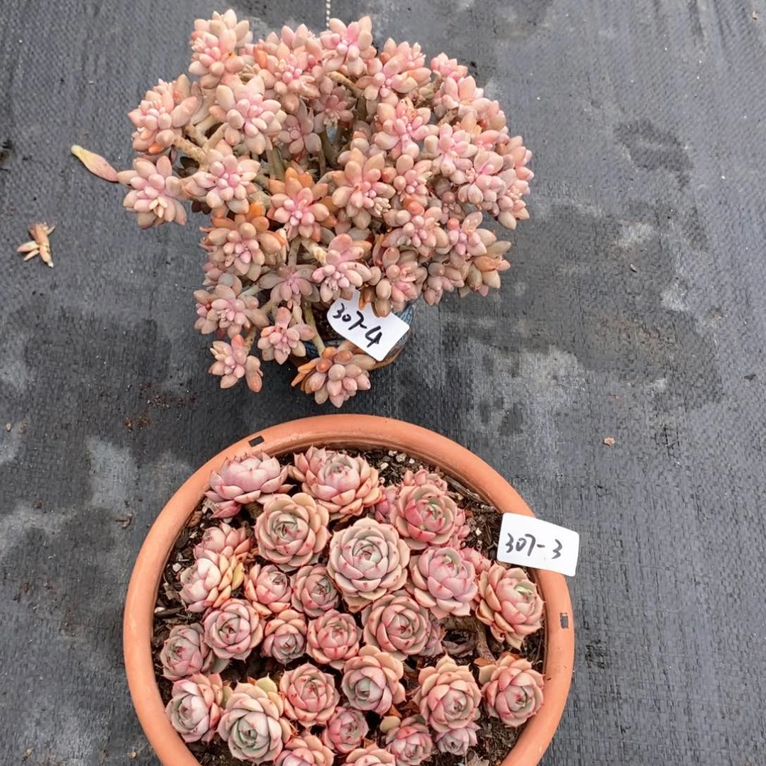陌**丶多肉植物笨吧+星黛露307-3-4
