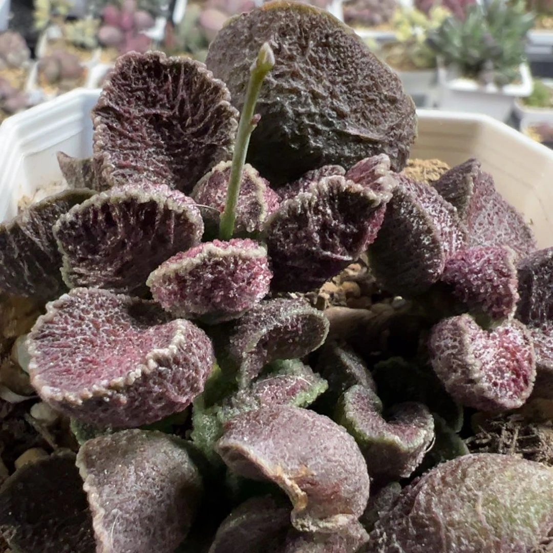 火凤凰多头纯木质桩