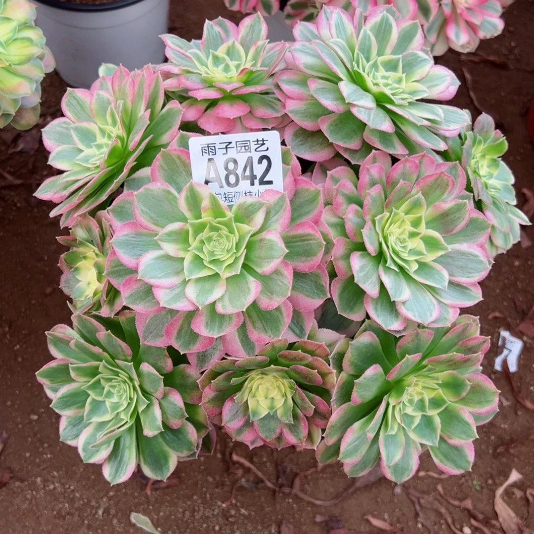 842海王尺寸23左右