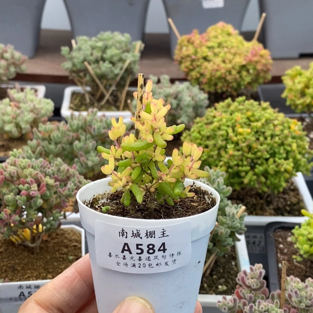 584糖球粉锦枝干番杏