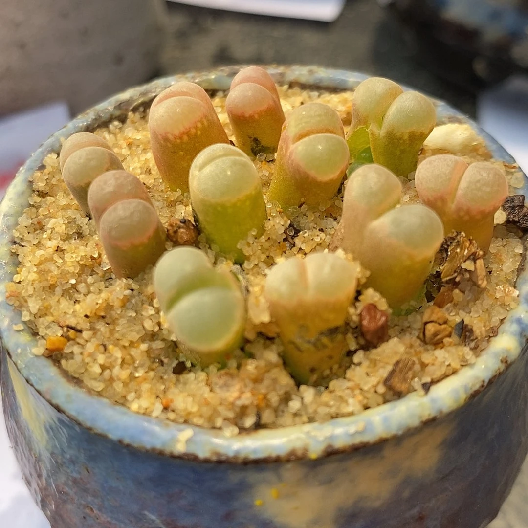 C10杂鲑鱼粉5颗。