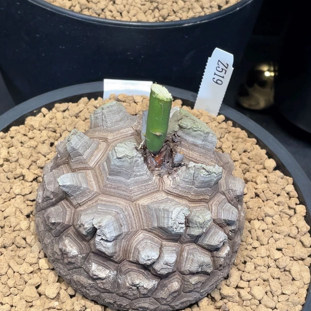 519号龟甲龙10.5公分