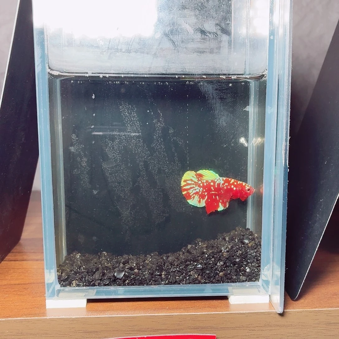 斗鱼彩金将军公鱼