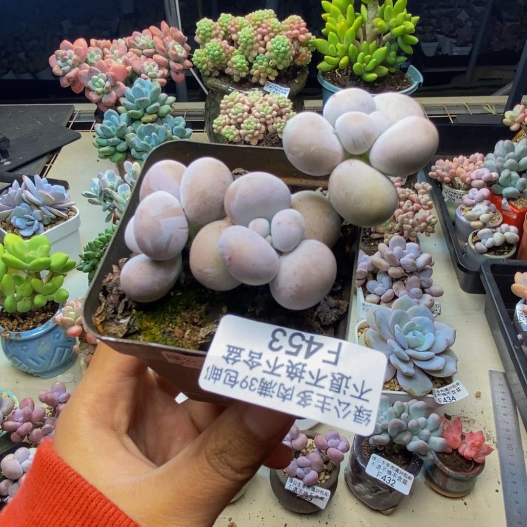 453芭比奶多肉7c m